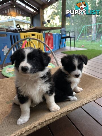 Border Collie Puppies