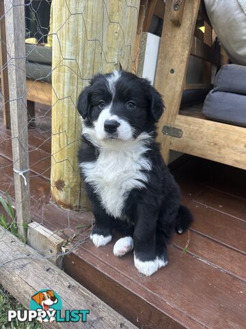 Border Collie Puppies