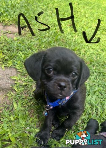 Pugalier Puppies Looking for Loving Family