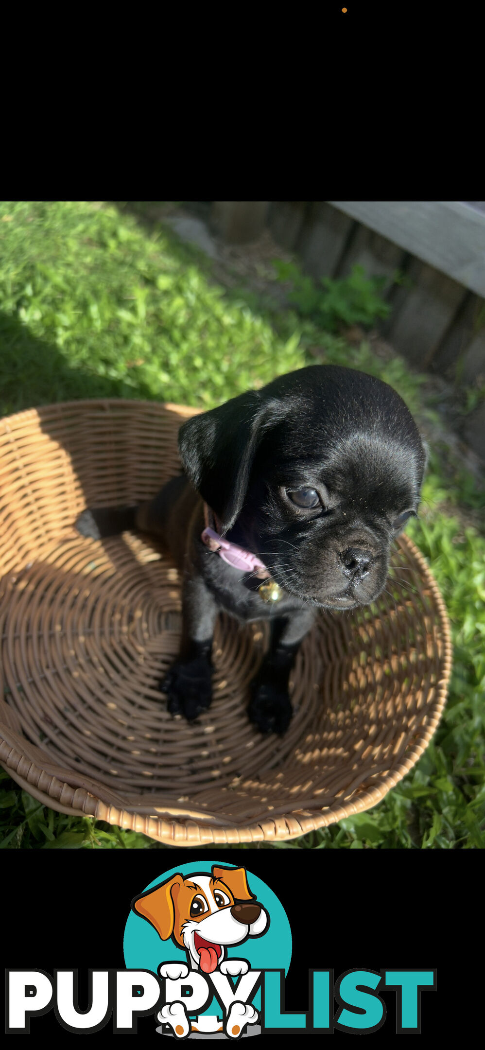 Pugalier Puppies Looking for Loving Family