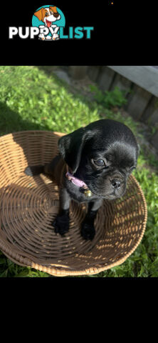 Pugalier Puppies Looking for Loving Family