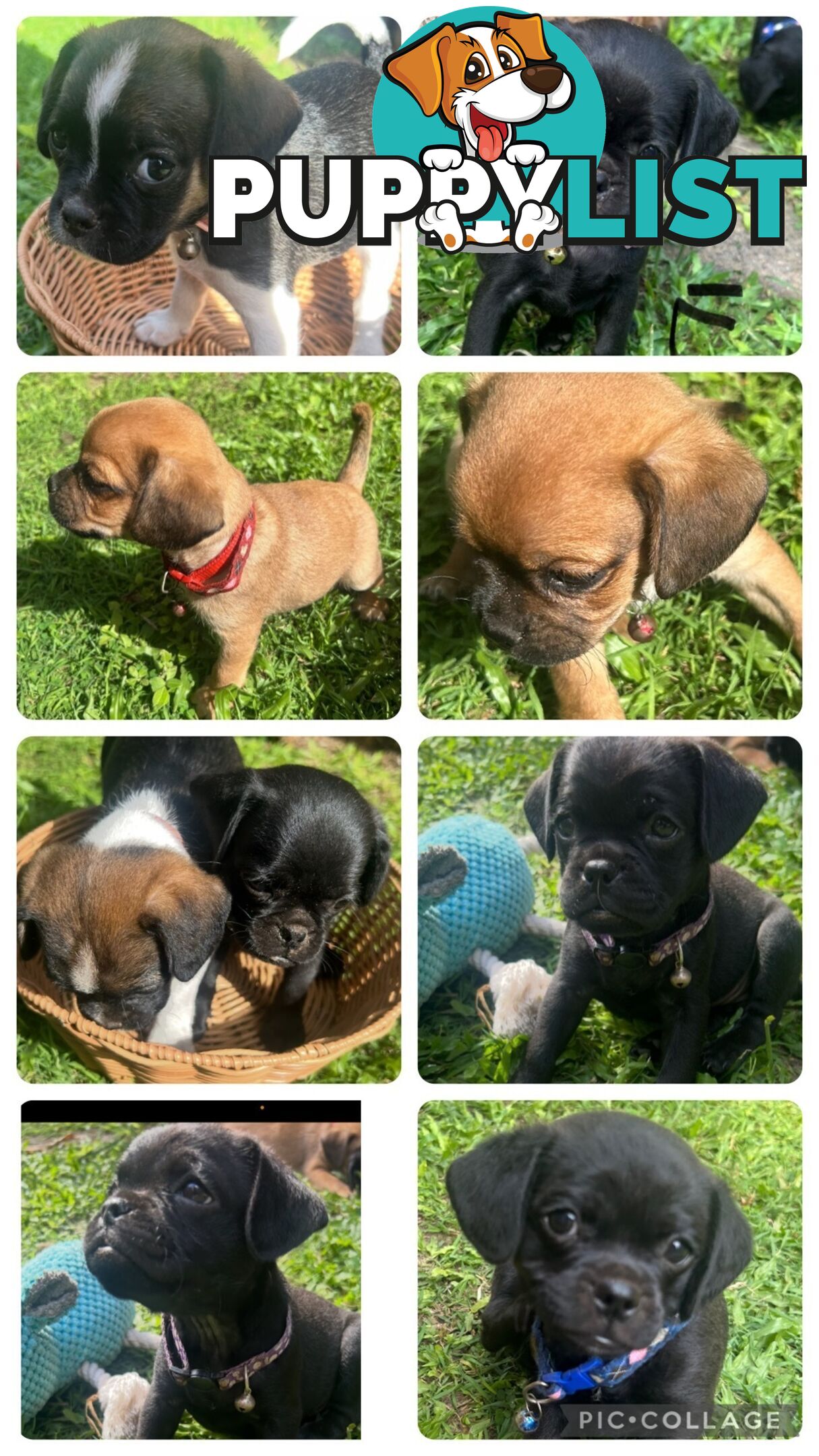 Pugalier Puppies Looking for Loving Family