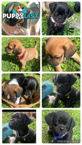 Pugalier Puppies Looking for Loving Family