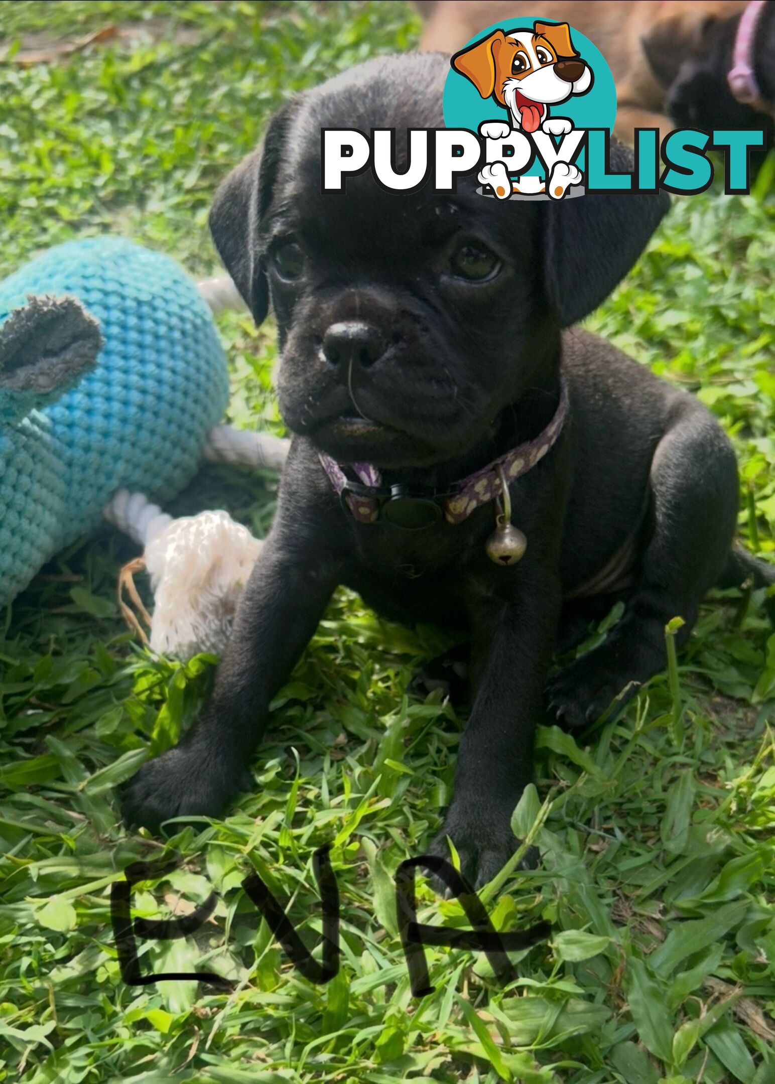 Pugalier Puppies Looking for Loving Family