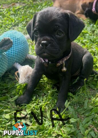 Pugalier Puppies Looking for Loving Family