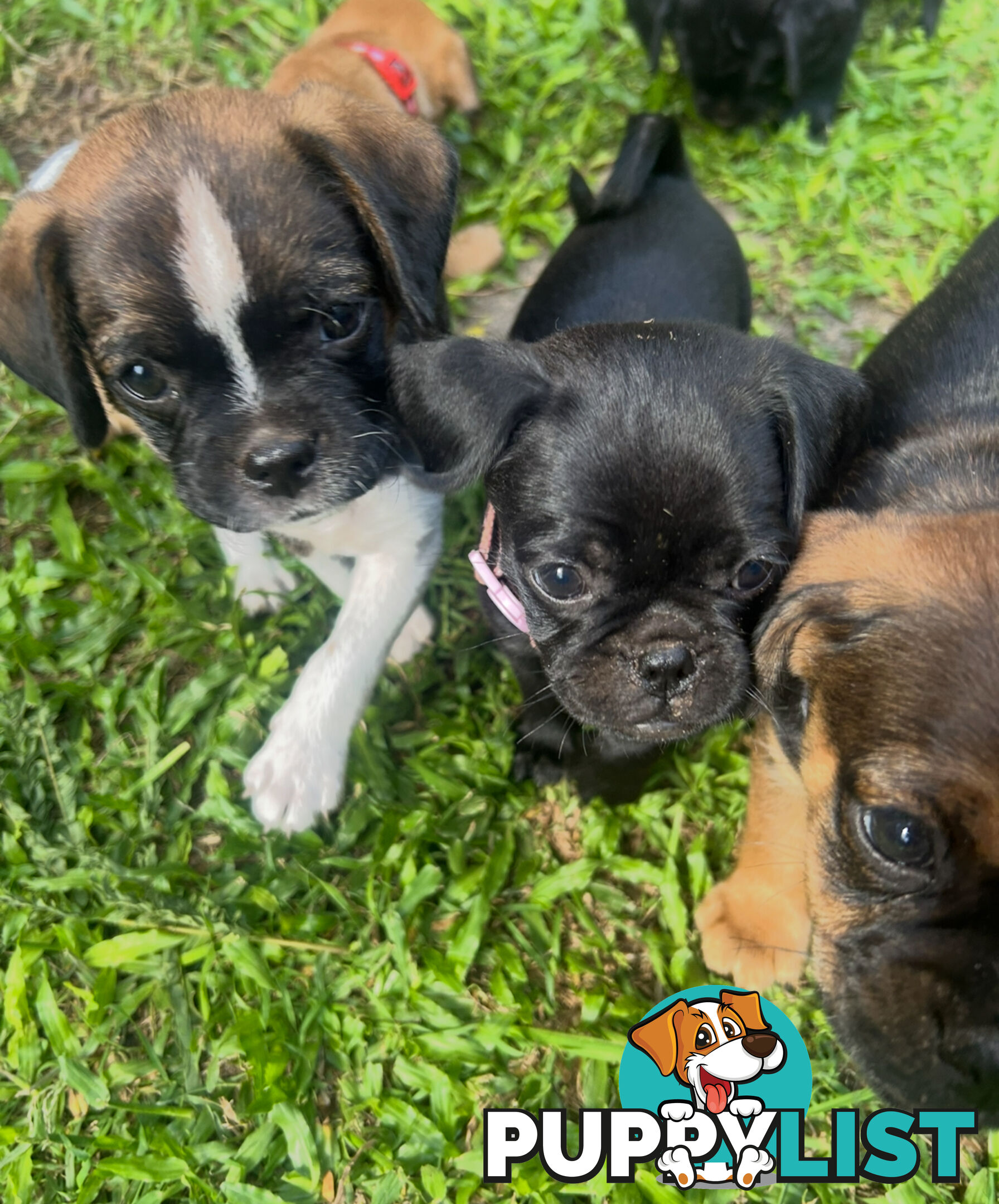 Pugalier Puppies Looking for Loving Family