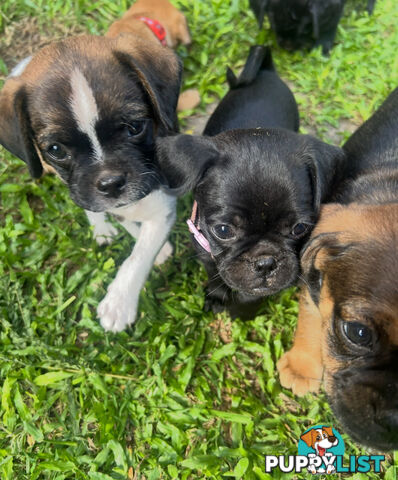 Pugalier Puppies Looking for Loving Family