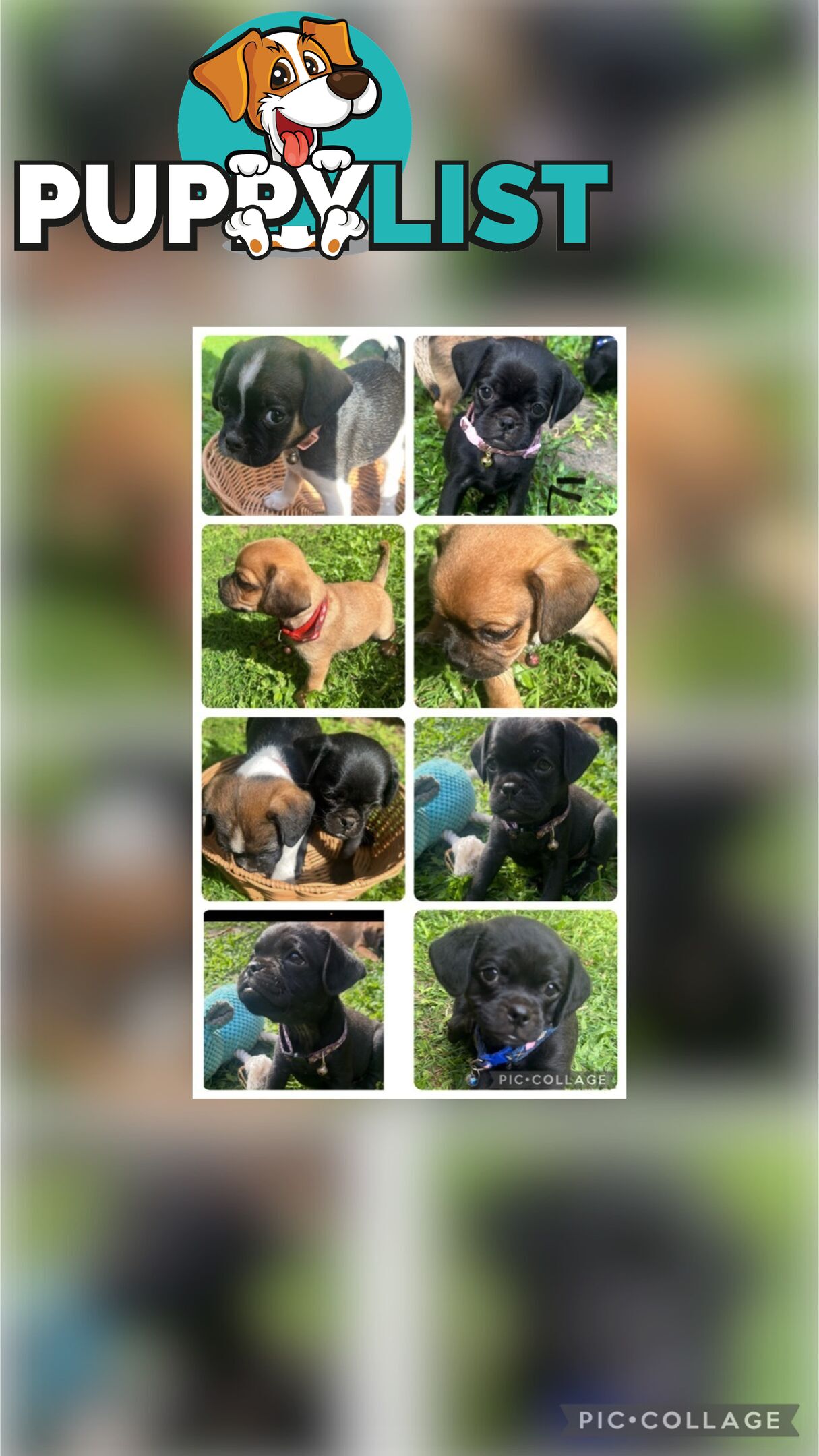 Pugalier Puppies Looking for Loving Family