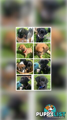 Pugalier Puppies Looking for Loving Family