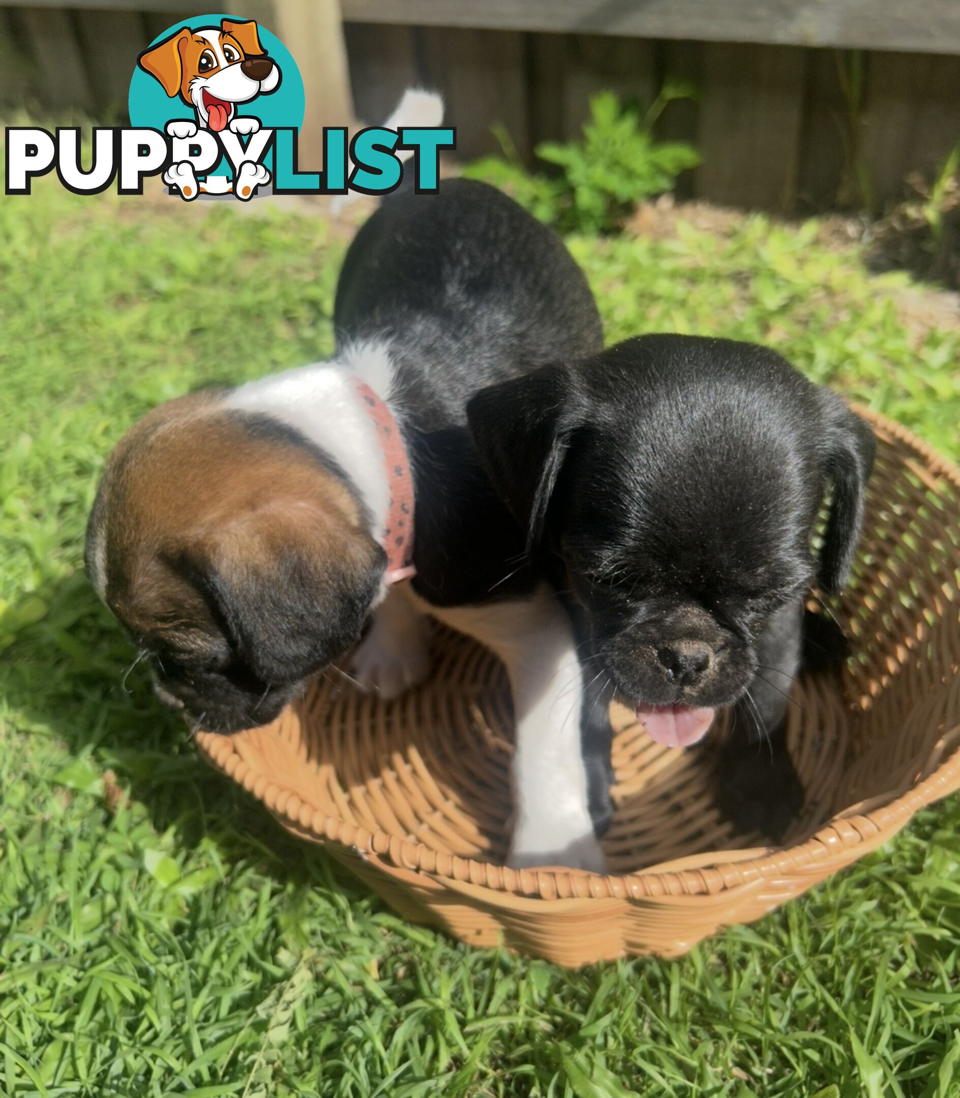 Pugalier Puppies Looking for Loving Family