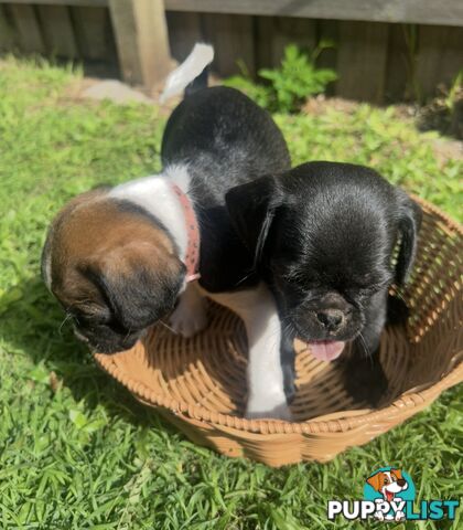 Pugalier Puppies Looking for Loving Family