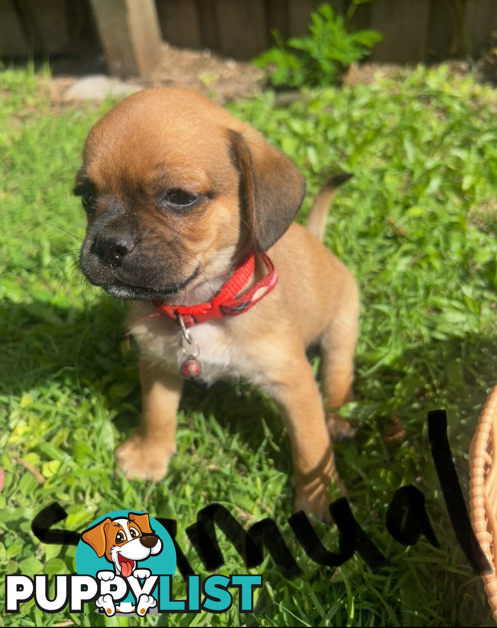 Pugalier Puppies Looking for Loving Family