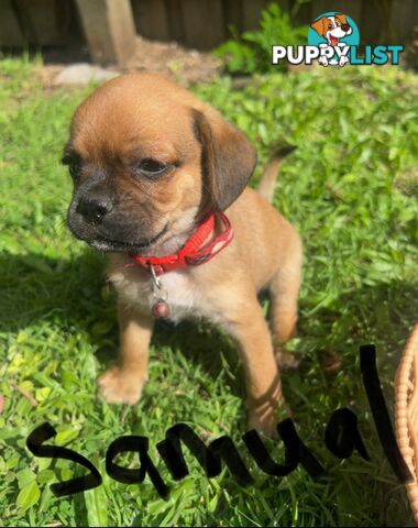 Pugalier Puppies Looking for Loving Family