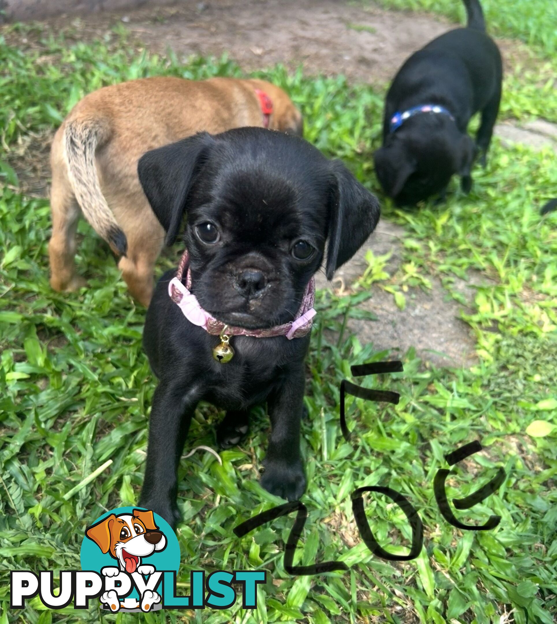 Pugalier Puppies Looking for Loving Family