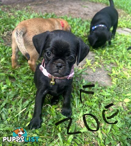 Pugalier Puppies Looking for Loving Family