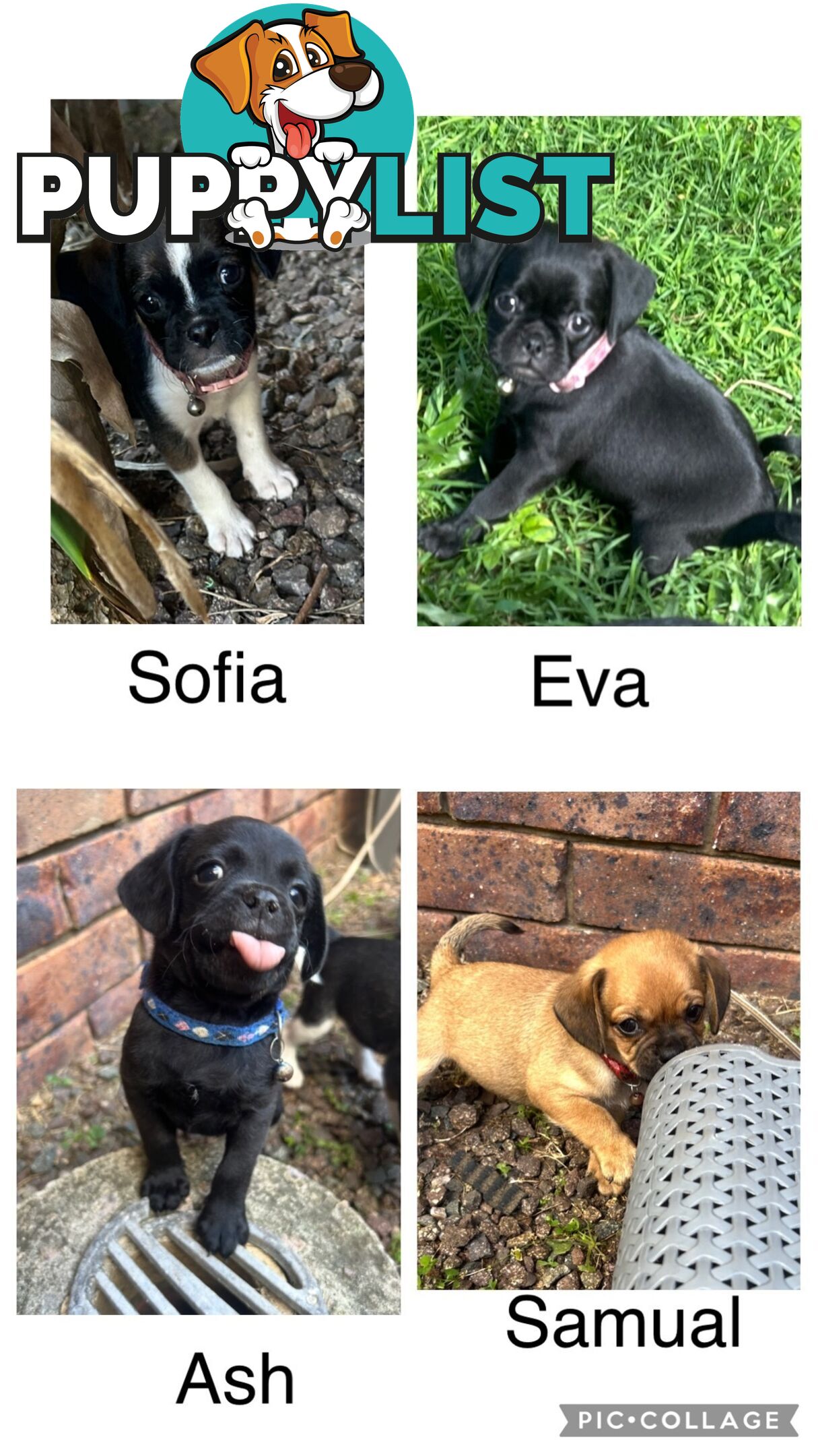 Pugalier Puppies Looking for Loving Family