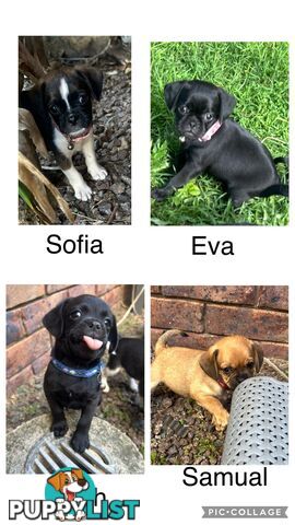 Pugalier Puppies Looking for Loving Family