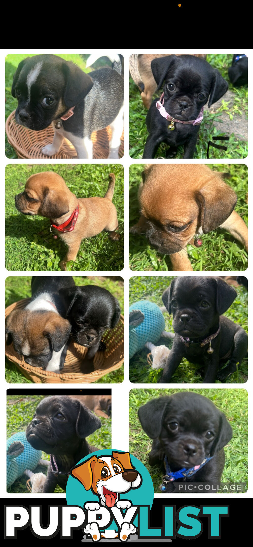 Pugalier Puppies Looking for Loving Family