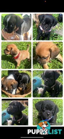 Pugalier Puppies Looking for Loving Family