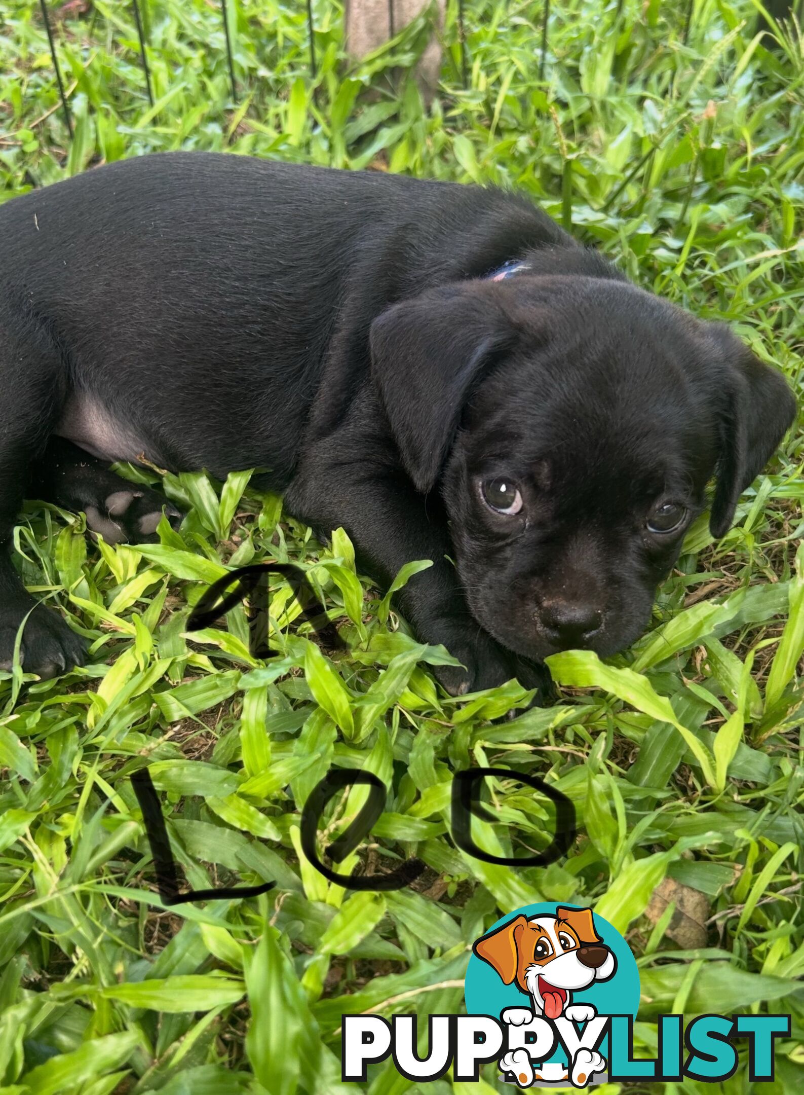 Pugalier Puppies Looking for Loving Family