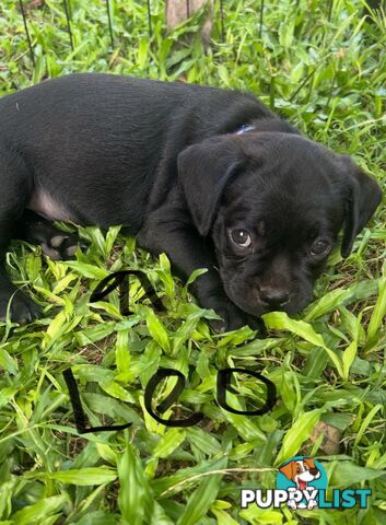 Pugalier Puppies Looking for Loving Family