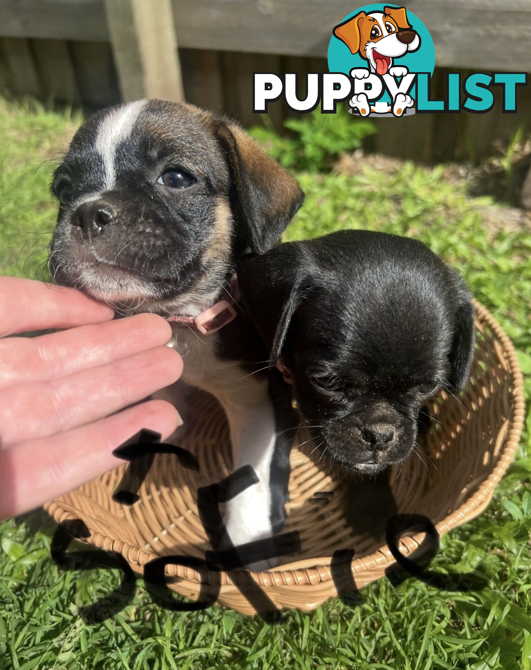 Pugalier Puppies Looking for Loving Family