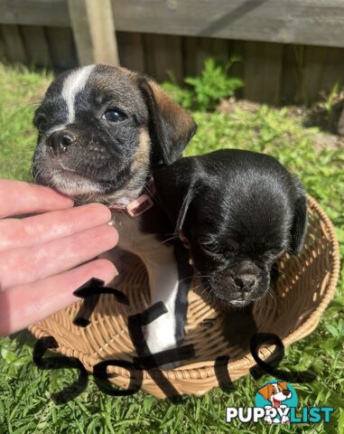 Pugalier Puppies Looking for Loving Family