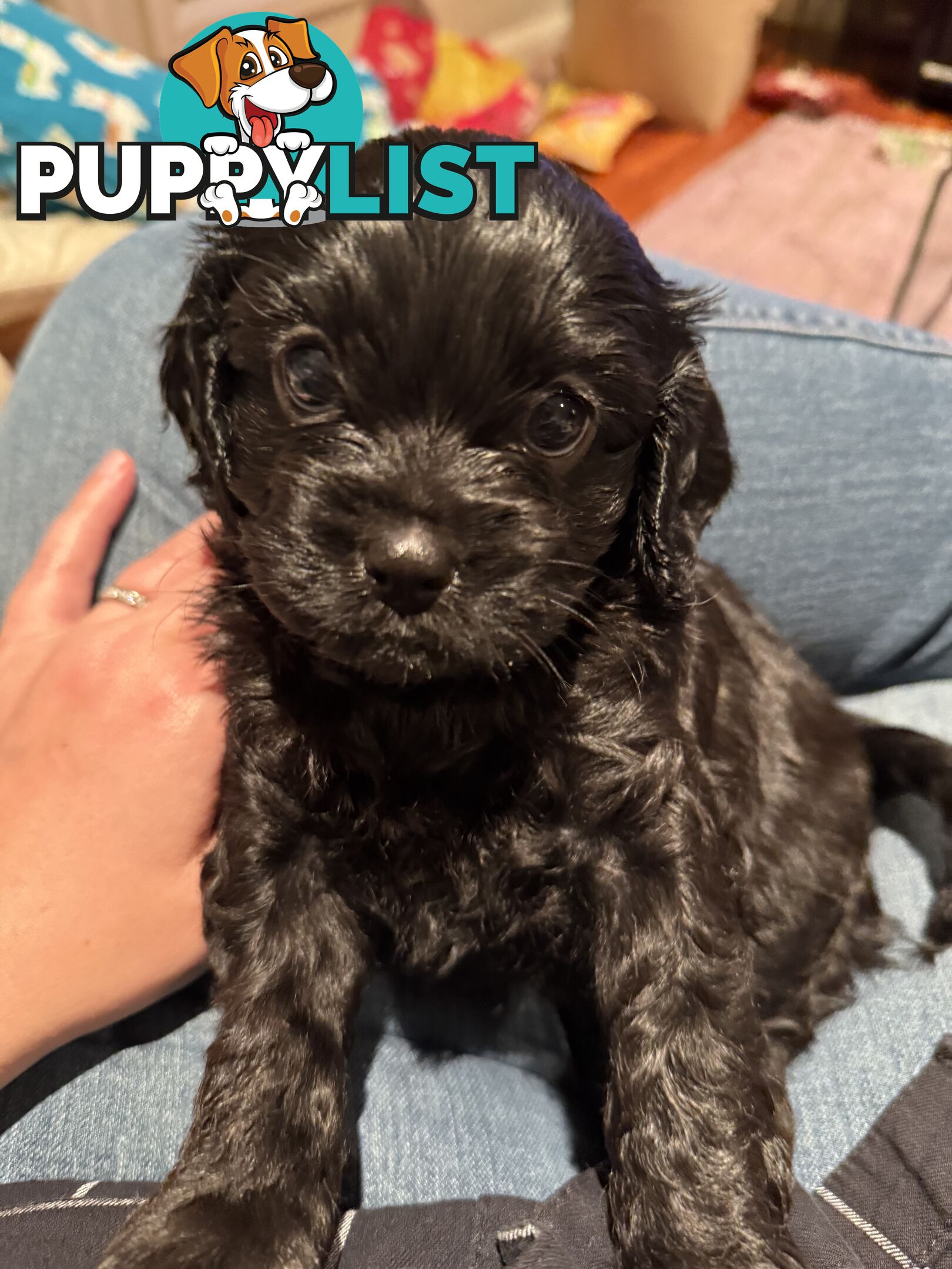 Cavoodle Puppies