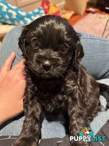 Cavoodle Puppies