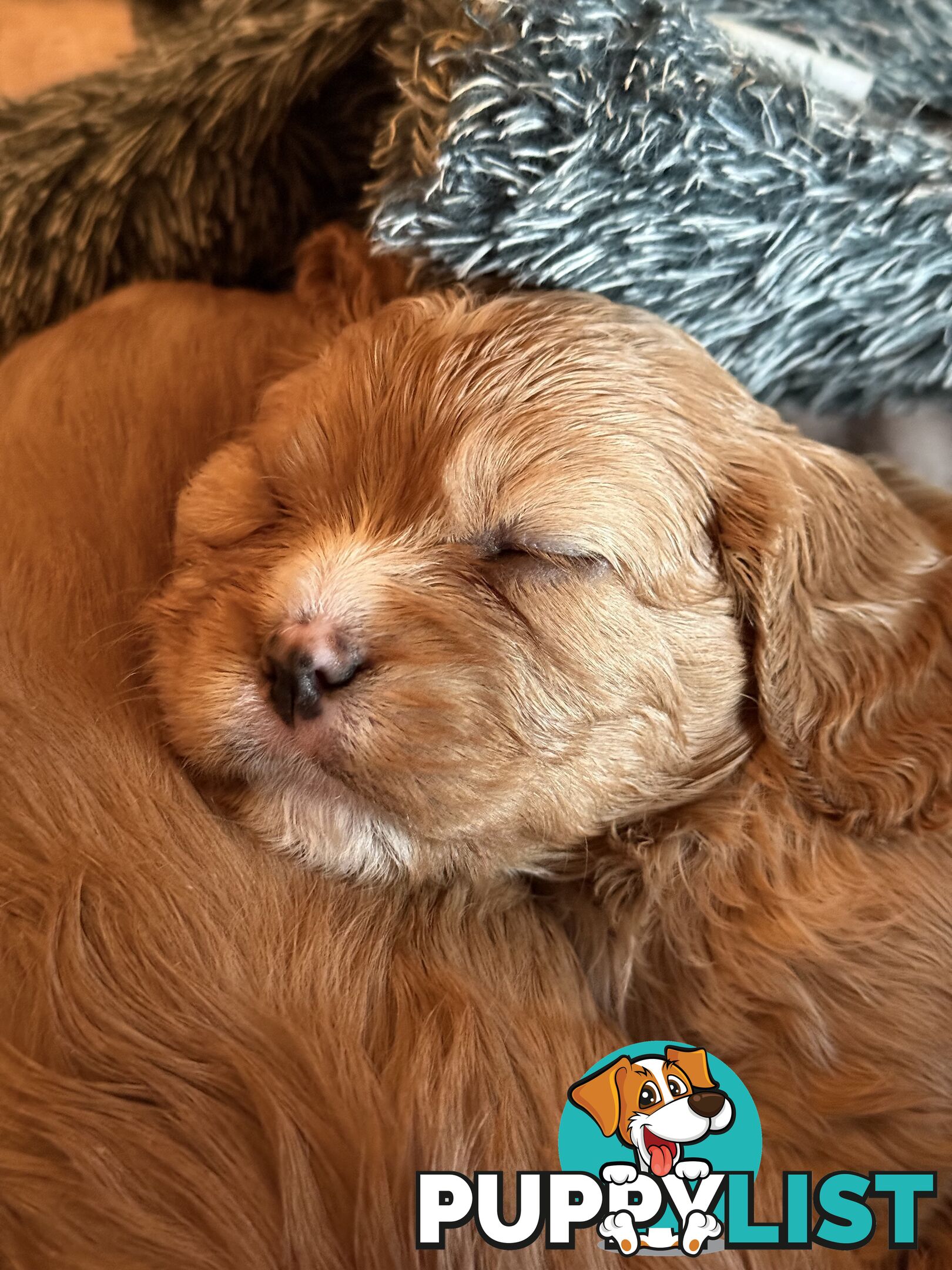 Cavoodle Puppies