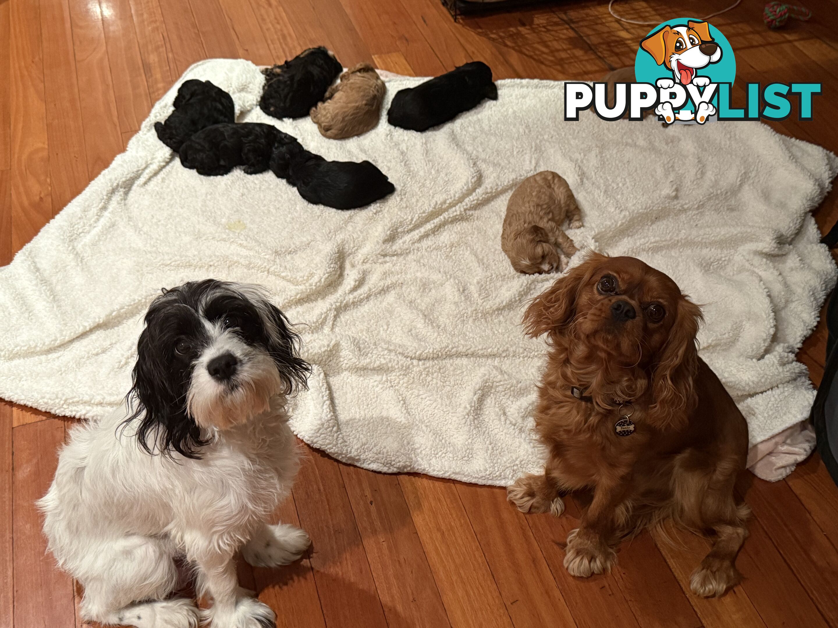 Cavoodle Puppies