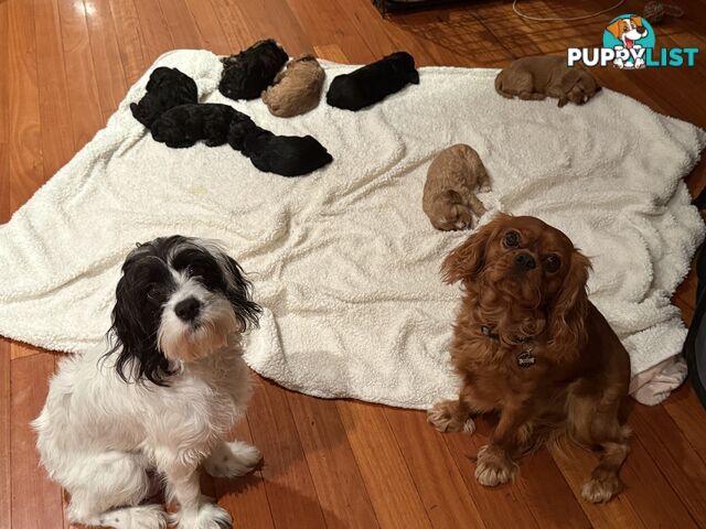 Cavoodle Puppies
