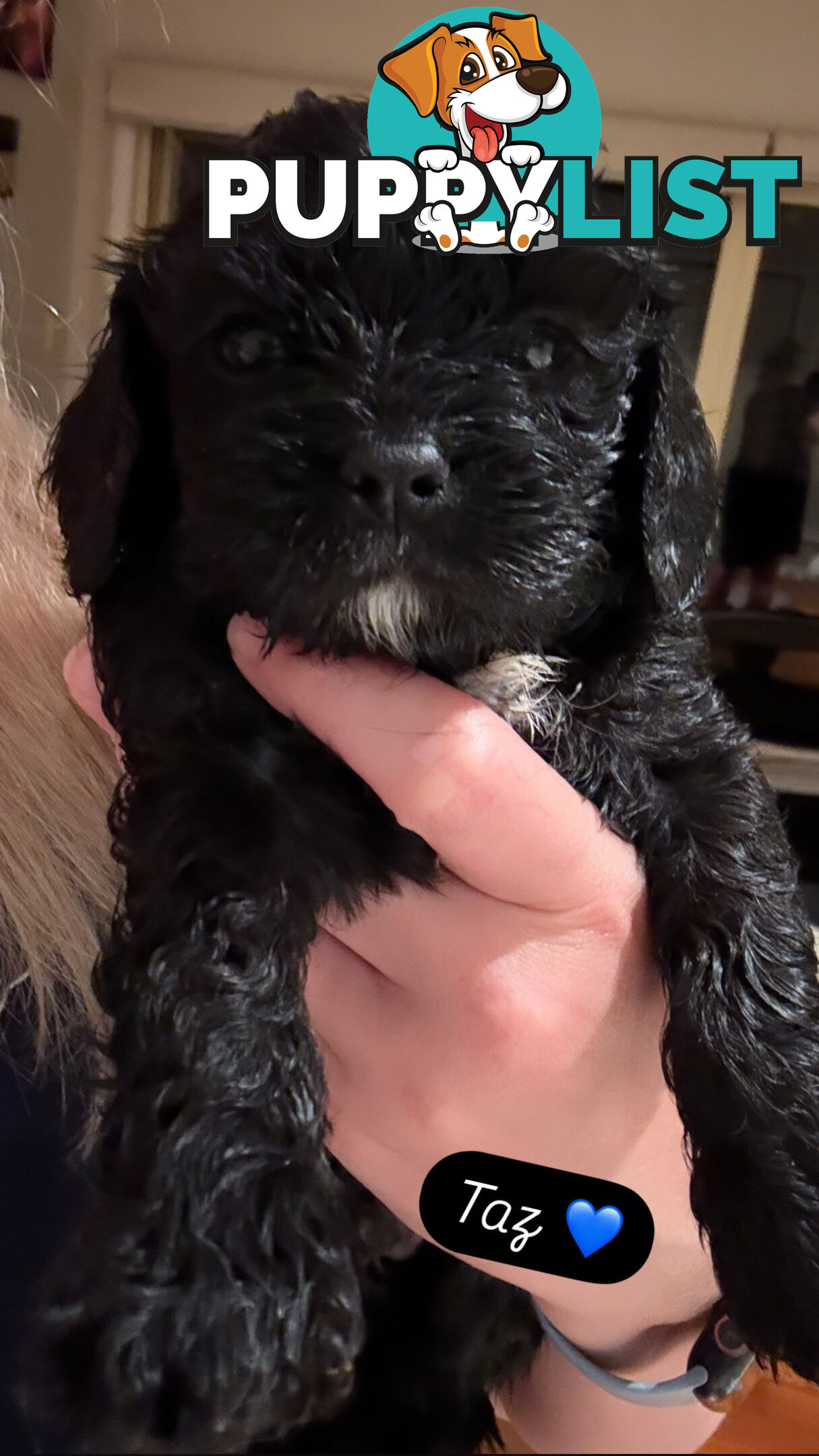 Cavoodle Puppies