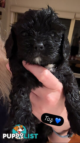 Cavoodle Puppies