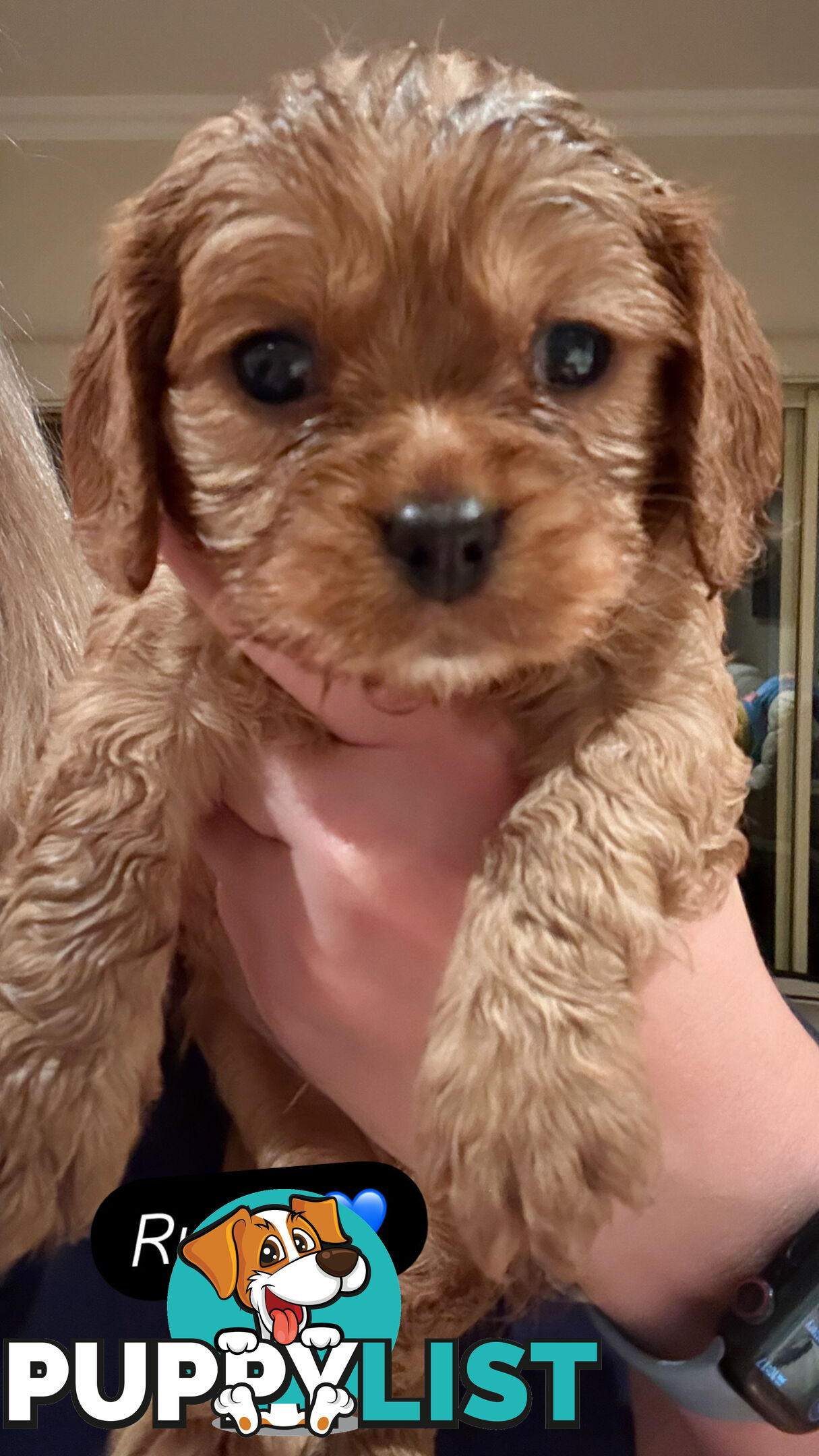 Cavoodle Puppies