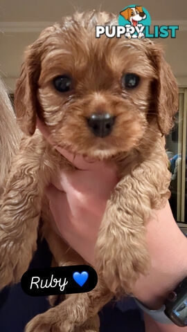 Cavoodle Puppies