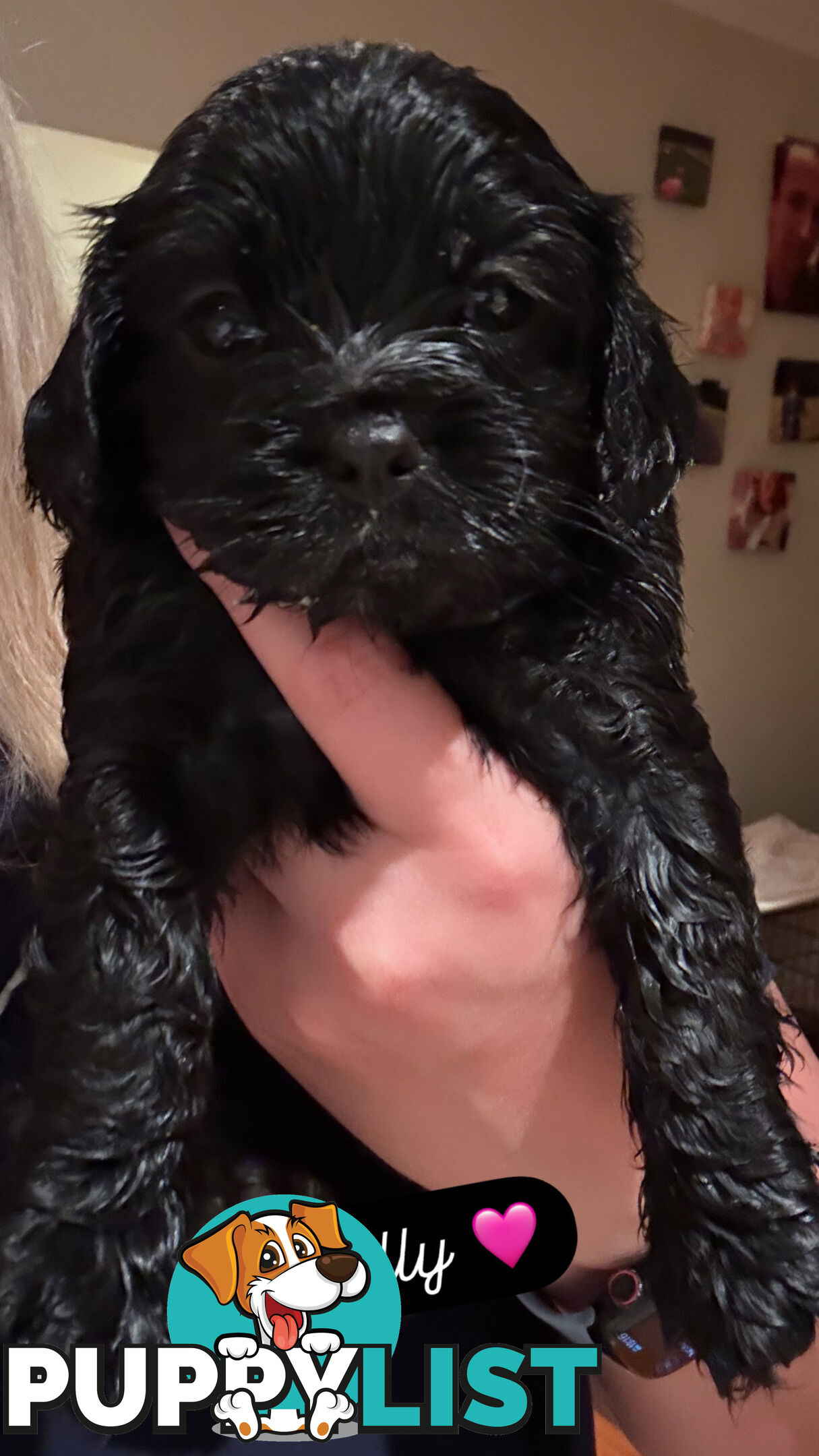 Cavoodle Puppies