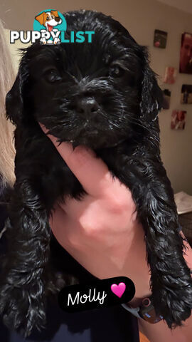 Cavoodle Puppies