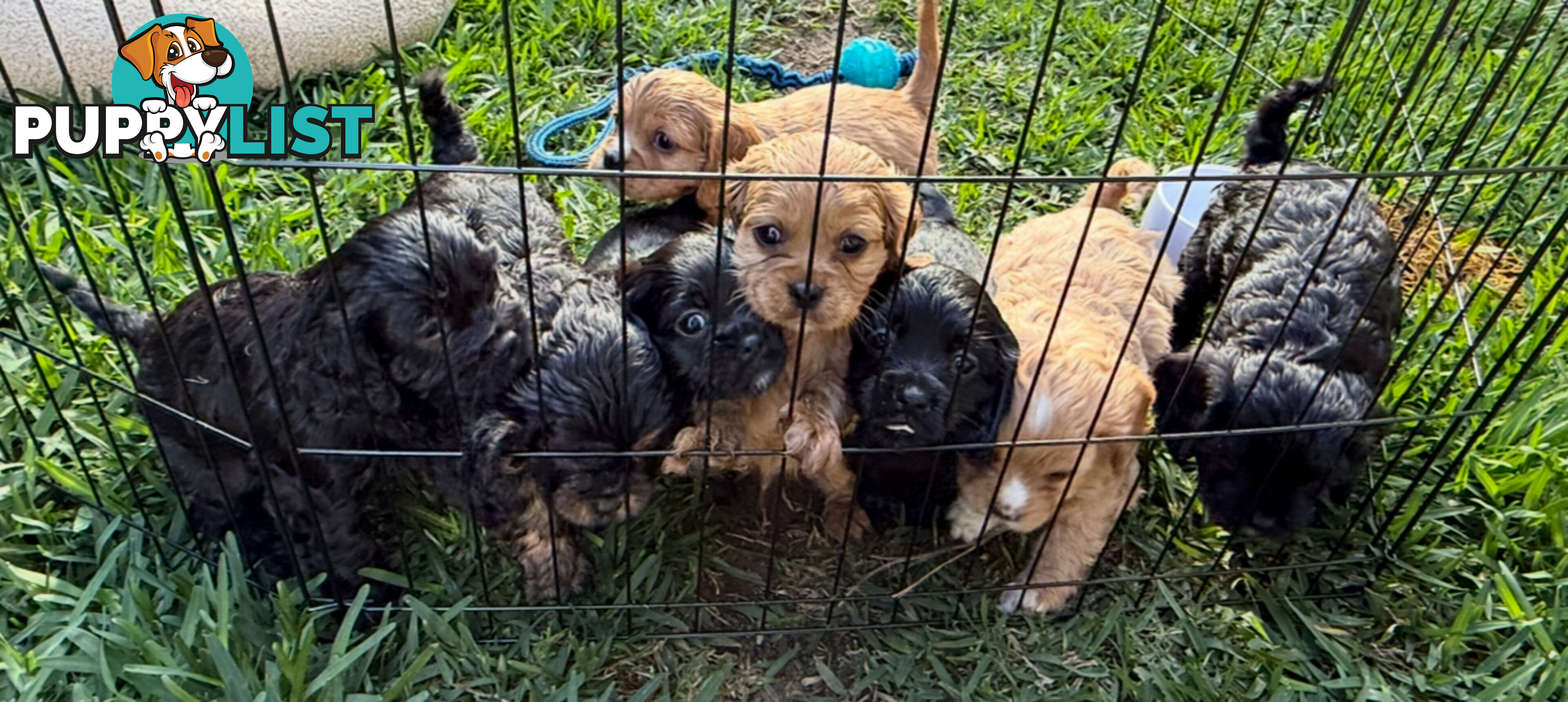 Cavoodle Puppies