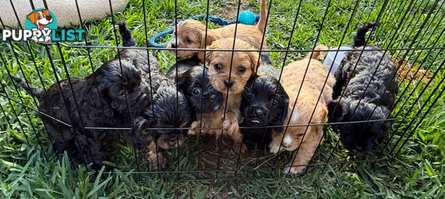 Cavoodle Puppies