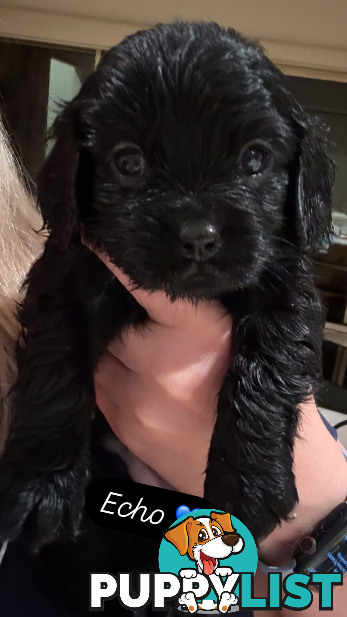 Cavoodle Puppies