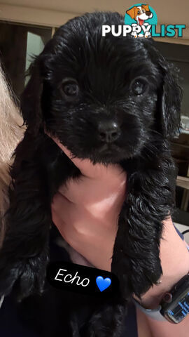 Cavoodle Puppies