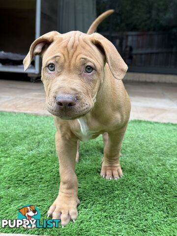 American Staffie Puppy