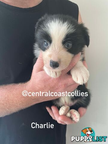 🐶Pure breed border collie puppy, DNA tested!