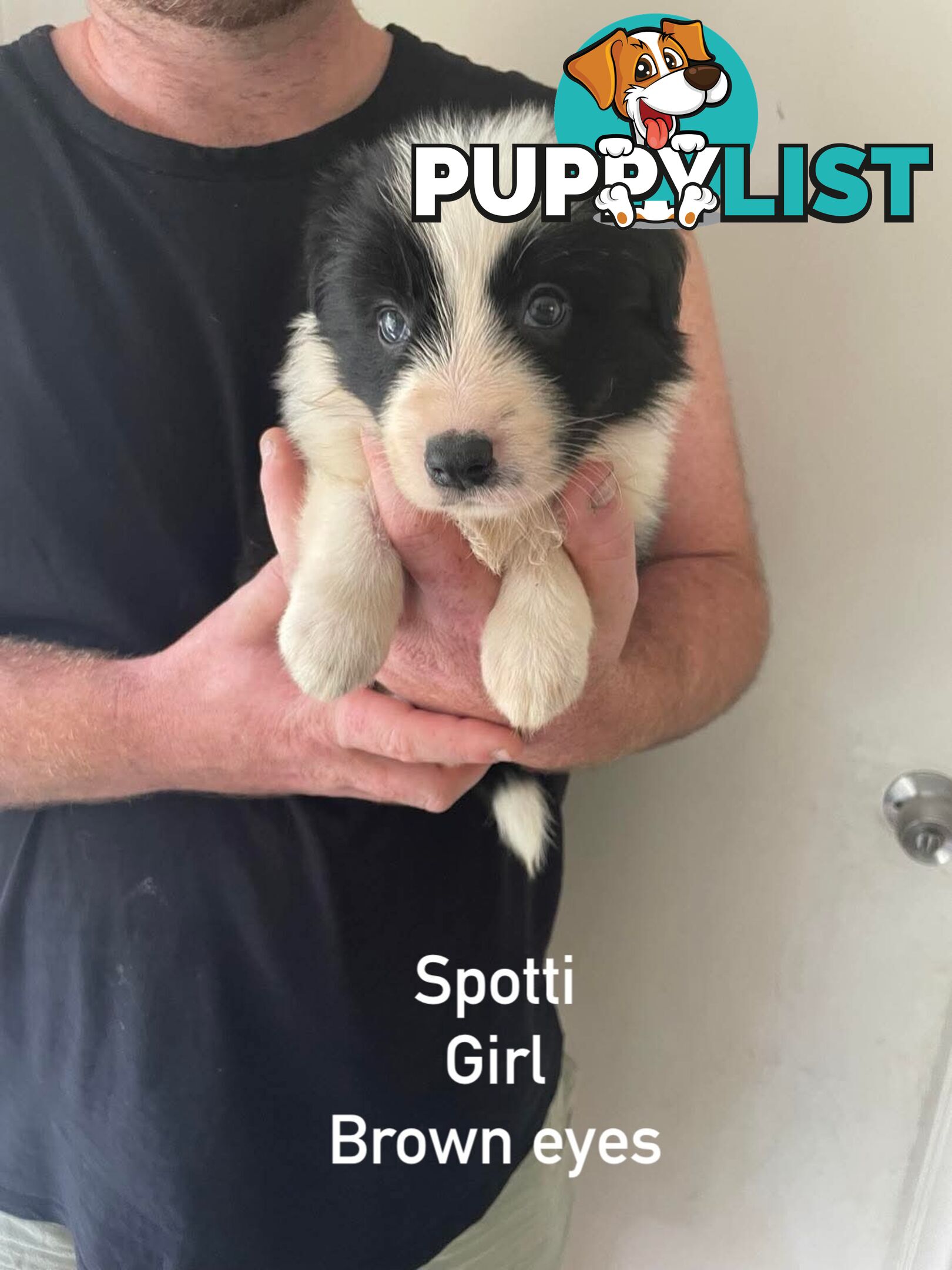 🐶Pure breed border collie puppy, DNA tested!