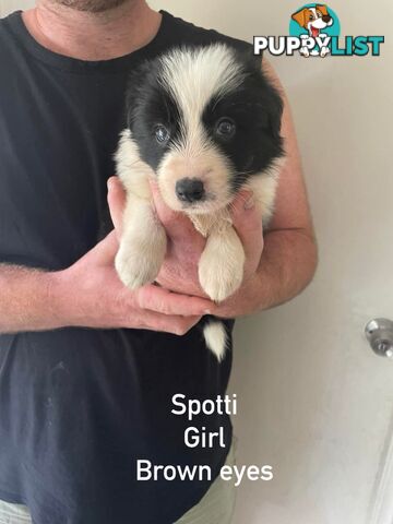 🐶Pure breed border collie puppy, DNA tested!