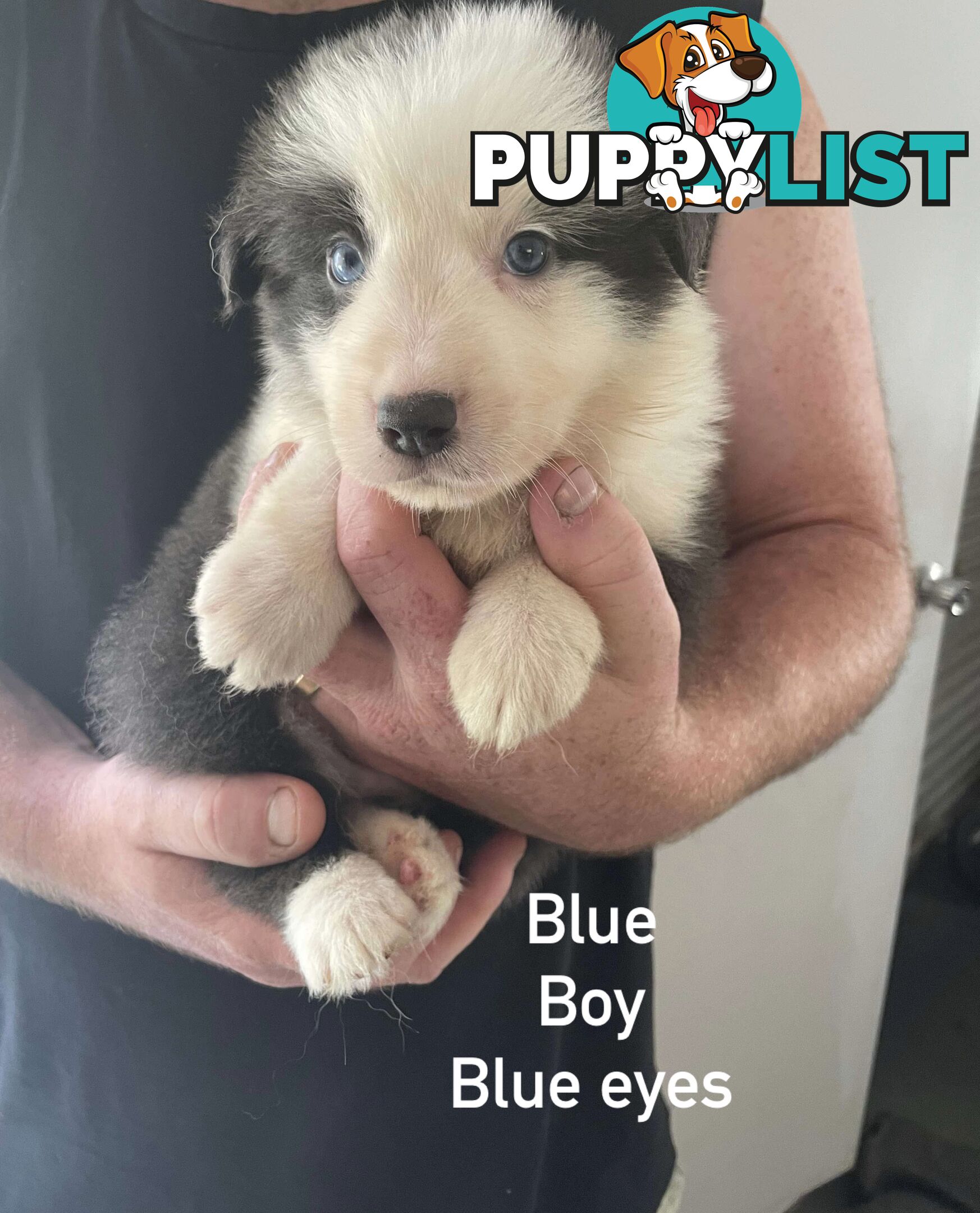 🐶Pure breed border collie puppy, DNA tested!