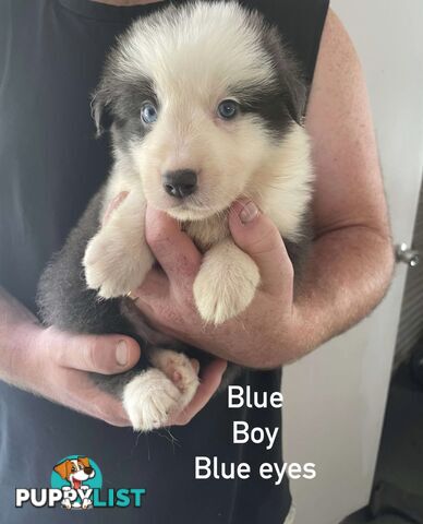 🐶Pure breed border collie puppy, DNA tested!