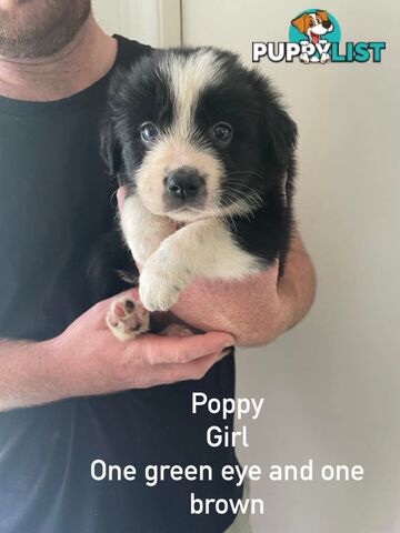 🐶Pure breed border collie puppy, DNA tested!