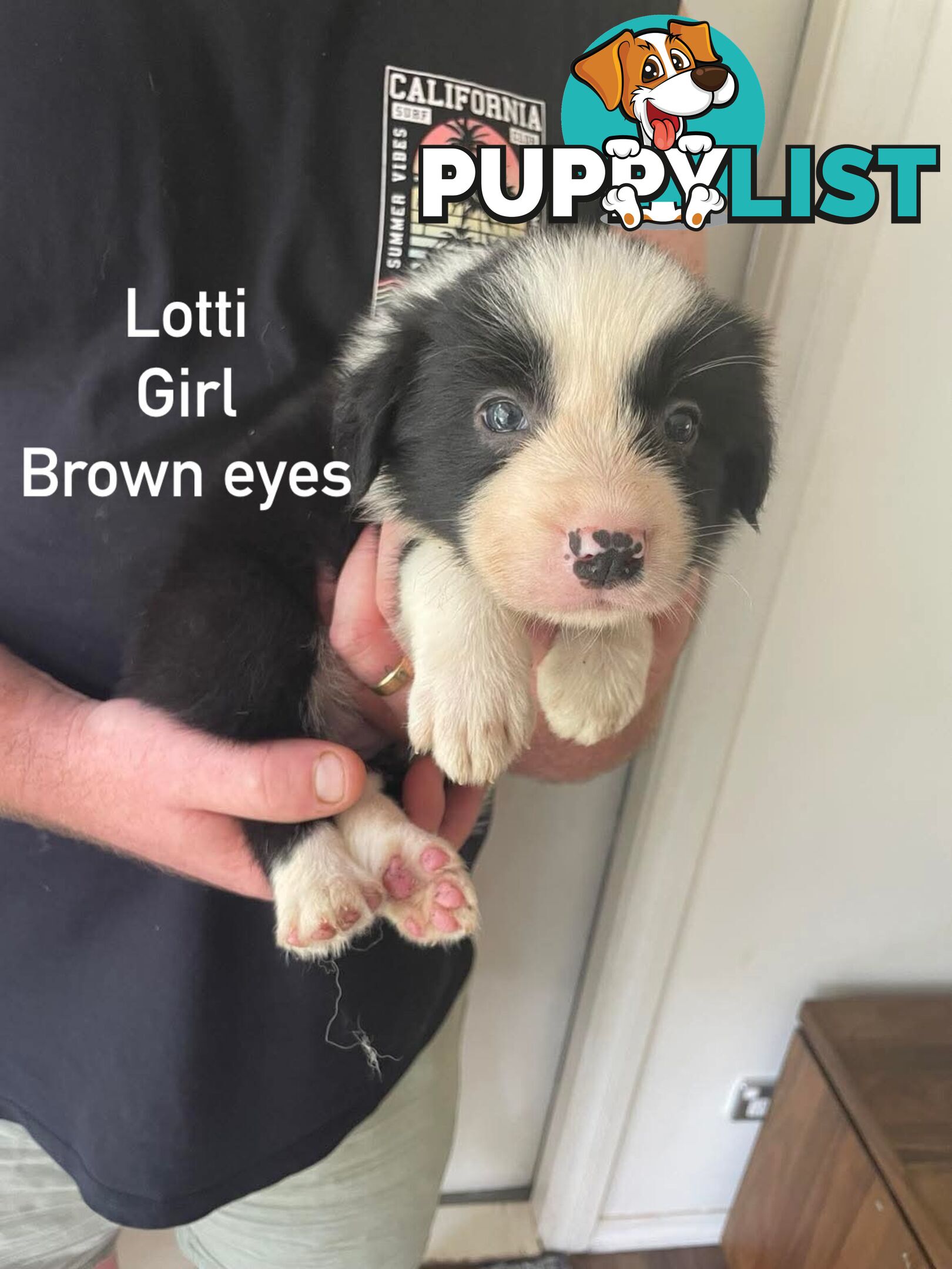 🐶Pure breed border collie puppy, DNA tested!